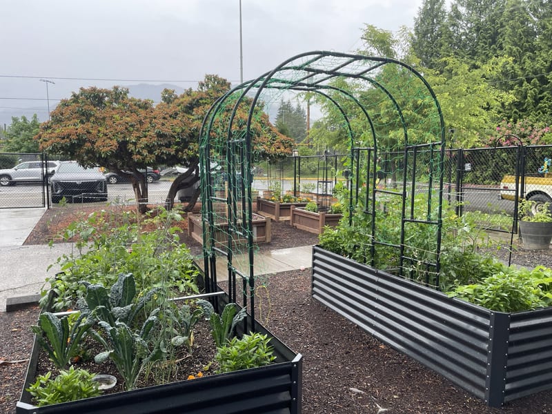 After: thriving raised garden beds with vegetables and herbs