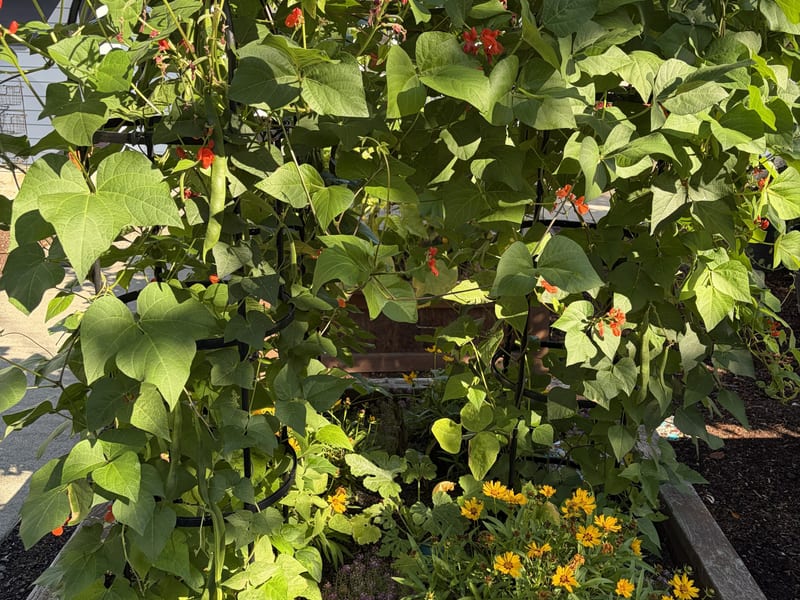 Fall Focused: Pumpkin, Beans & More